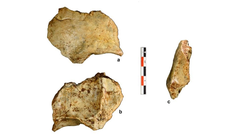 Fragmentos do crânio encontrado em Tam Pà Ling. (Fonte: Fabrice Demeter/Reprodução)