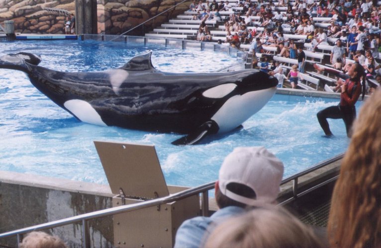 Dawn Brancheau com a orca Katina, no Sea World. (Fonte: Wikimedia Commons)