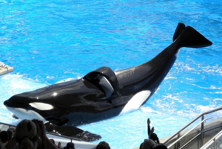 Orca Tilikum em show no SeaWorld. (Fonte: Wikimedia Commons)