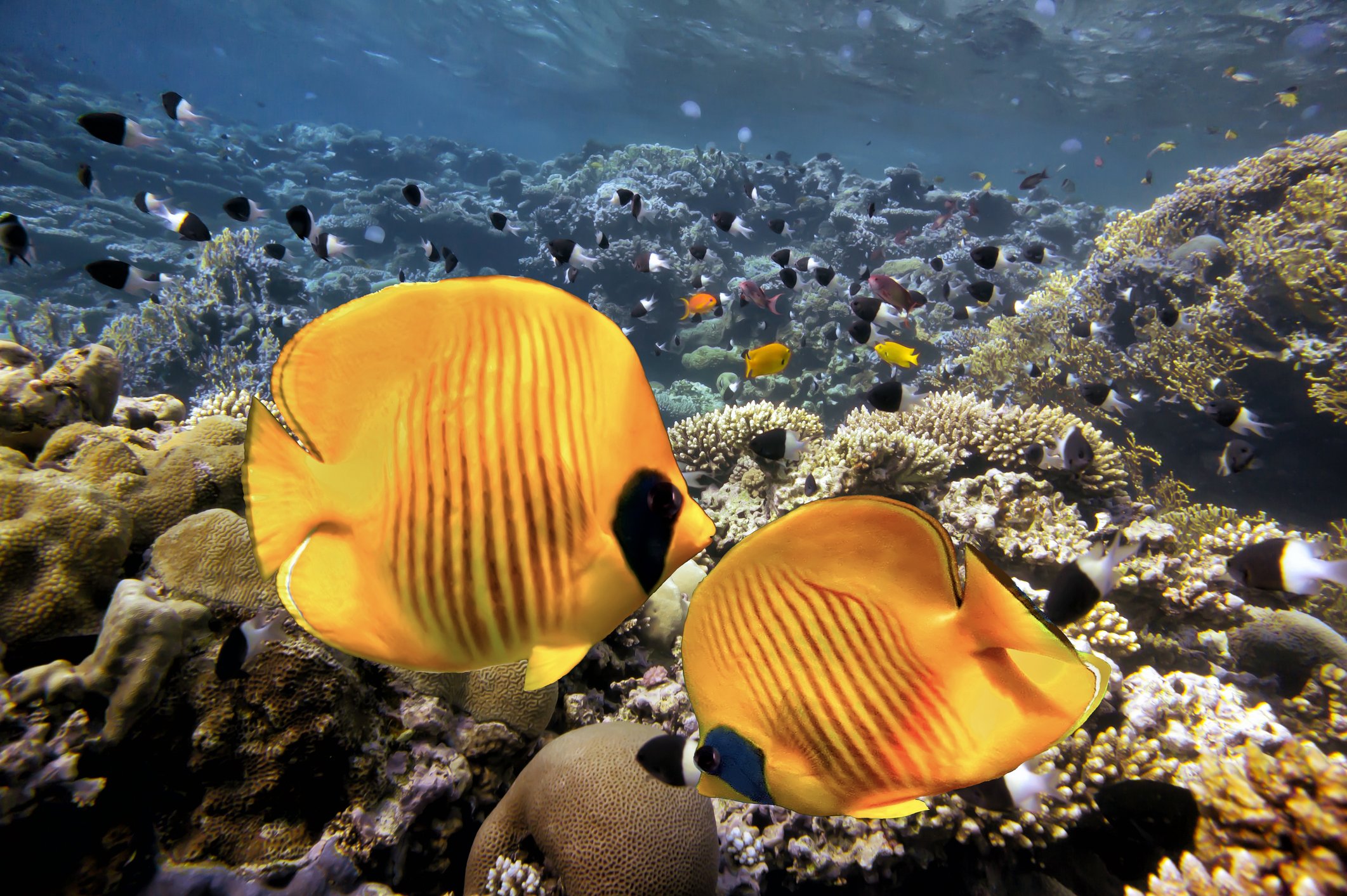 Marinheiro fica 2 meses no mar: como é possível sobreviver assim? - Mega  Curioso