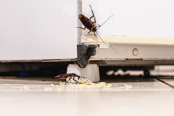 Mistura feita com alho deve ser borrifada duas vezes por dia para manter as baratas longe de casa. (Fonte: GettyImages/Reprodução)