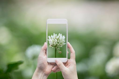 iPhones contam com recurso nativo que facilita a identificação de plantas. (Fonte: Getty Images/Reprodução)
