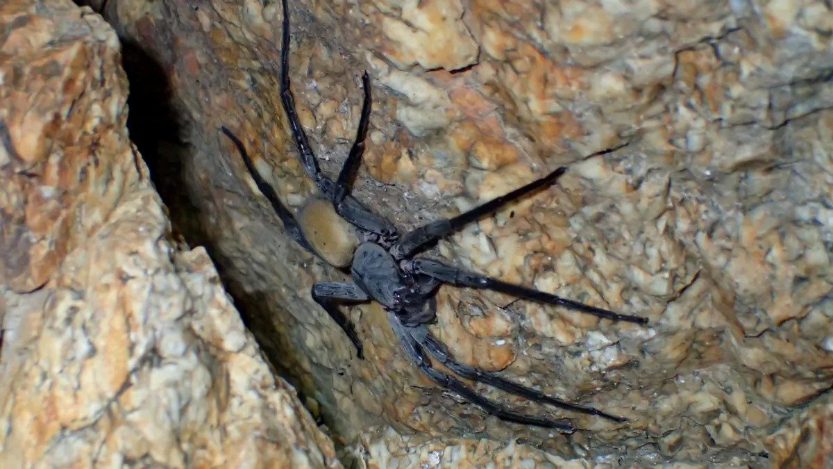 As aranhas gigantes possuem características únicas para sobreviver no ambiente subterrâneo.