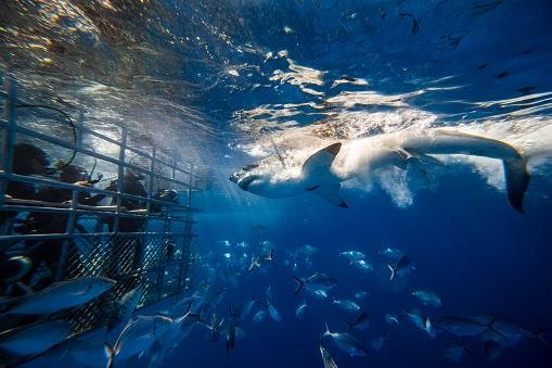 Tubarões-brancos invadem Cabo Cod, nos EUA. (Fonte: GettyImages/Reprodução)