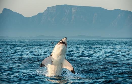O tubarão-branco é um excelente predador. (Fonte: GettyImages/Reprodução)