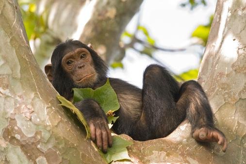 Semelhanças entre o chimpanzé e o homem - Mundo Educação