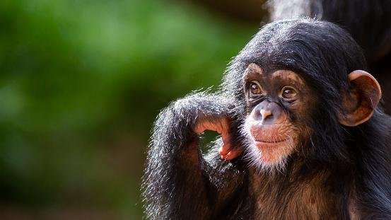 G1 - Mapa genético do macaco bonobo é 98,7% igual ao humano, diz pesquisa -  notícias em Ciência e Saúde