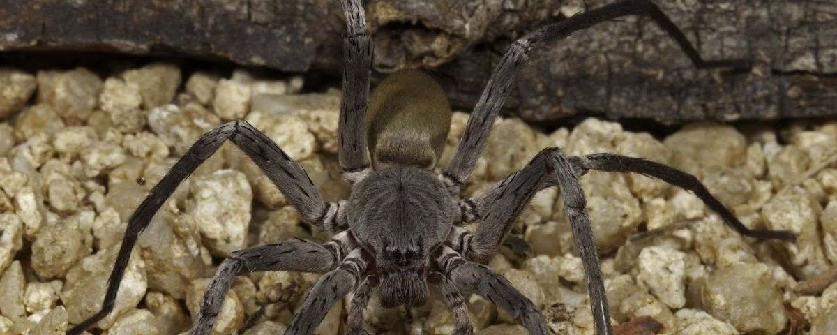 Aranhas gigantes aterrorizam minas abandonadas no México