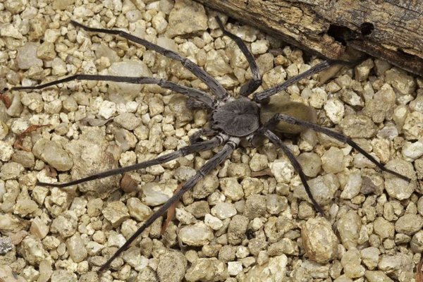 Arañas gigantes aterrorizan minas abandonadas en México