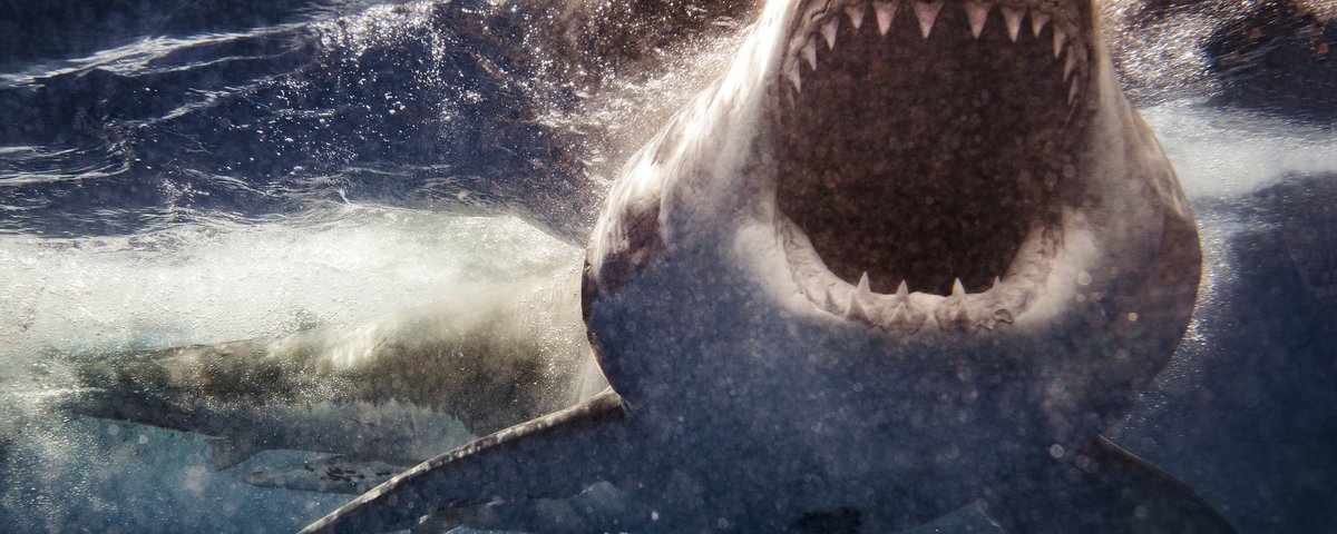 Brasil está entre os países com maior número de ataques de tubarões