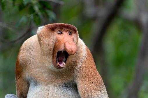 Dividimos muitos genes com os primatas, mas temos muitas diferenças também. (Fonte: GettyImages/Reprodução)