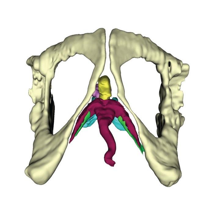 Clitóris de um Lêmure em 3D. (Fonte: Dr. Daniel Varajão de Latorre/Divulgação)