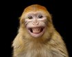 thumb-image-2024-02-29T14:07:01.051Z