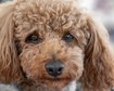 thumb-image-2024-02-29T14:07:01.154Z