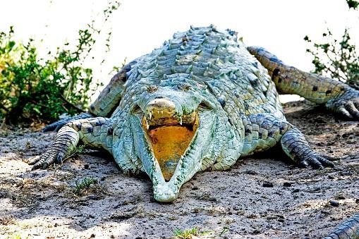 O crocodilo é um bicho bastante amedrontador. (Fonte: GettyImages / Reprodução)