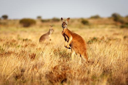 O canguru pode chegar a 2 metros de altura. (Fonte: GettyImages / Reprodução)