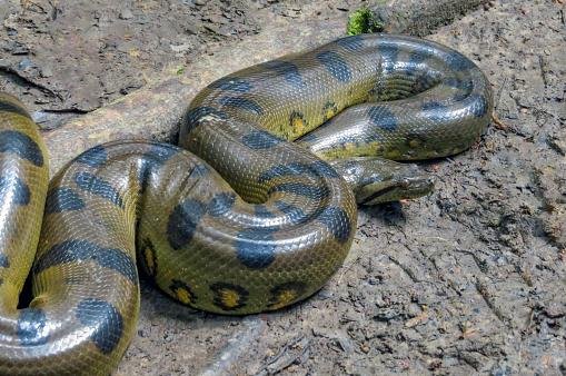 A gigante anaconda verde. (Fonte: GettyImages / Reprodução)