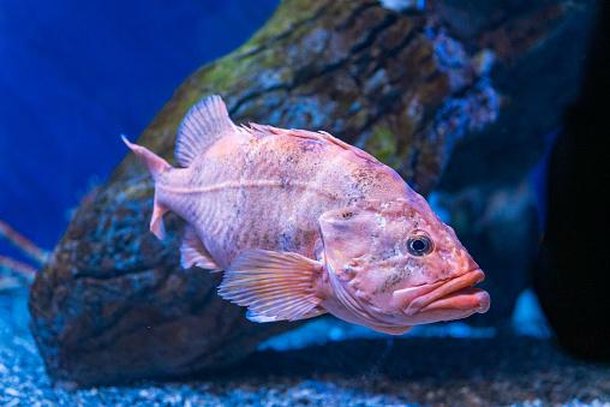 O rougheye rockfish adora um camarão. (Fonte: GettyImages / Reprodução)