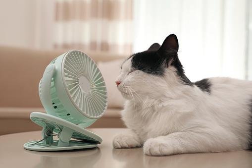 Gatos tendem a procurar os locais mais frescos da cada em dias quentes. (Fonte: GettyImages)