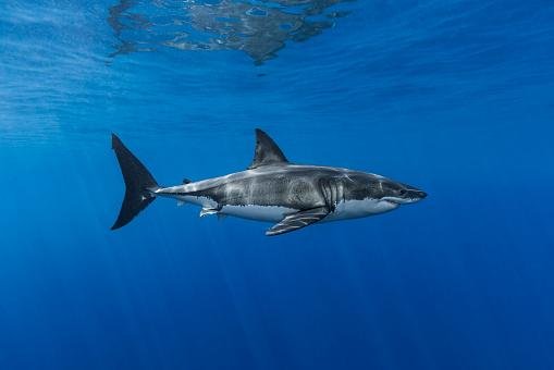 O temido tubarão branco, por ser solitário, acaba sendo uma vítima fácil para um grupo de orcas. (Fonte: GettyImages / Reprodução)