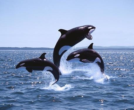 As orcas também fazem festas. (Fonte: GettyImages / Reprodução)