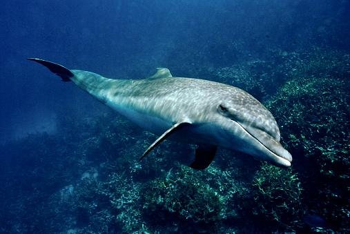 Os adoráveis golfinhos também são presas das orcas. (Fonte: GettyImages / Reprodução)