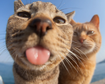 thumb-image-2024-02-29T14:07:01.204Z