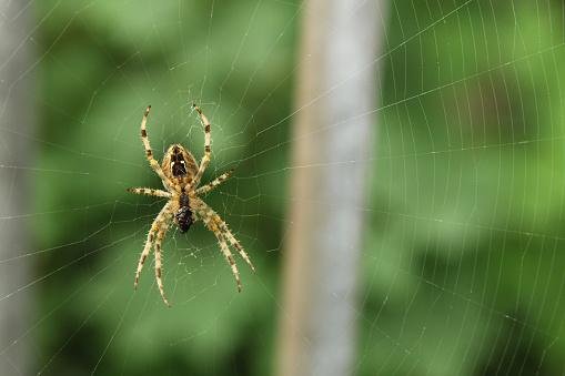 As aranhas são excelentes construtoras. (Fonte: GettyImages / Reprodução)