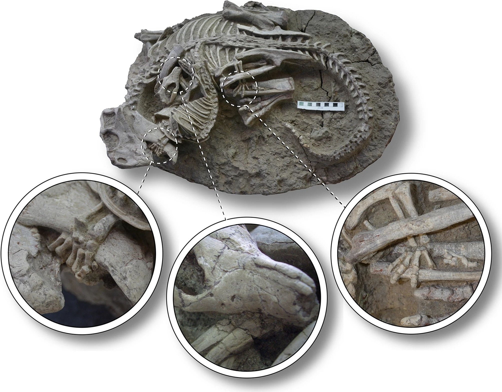 Detalhes do fóssil de 125 milhões de anos mostram que as patas dos animais estavam entrelaçadas. (Scientific Reports/Reprodução)
