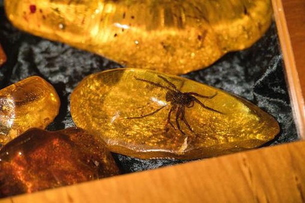 Fóssil mais antigo de pterodáctilo é encontrado na Alemanha - Planeta