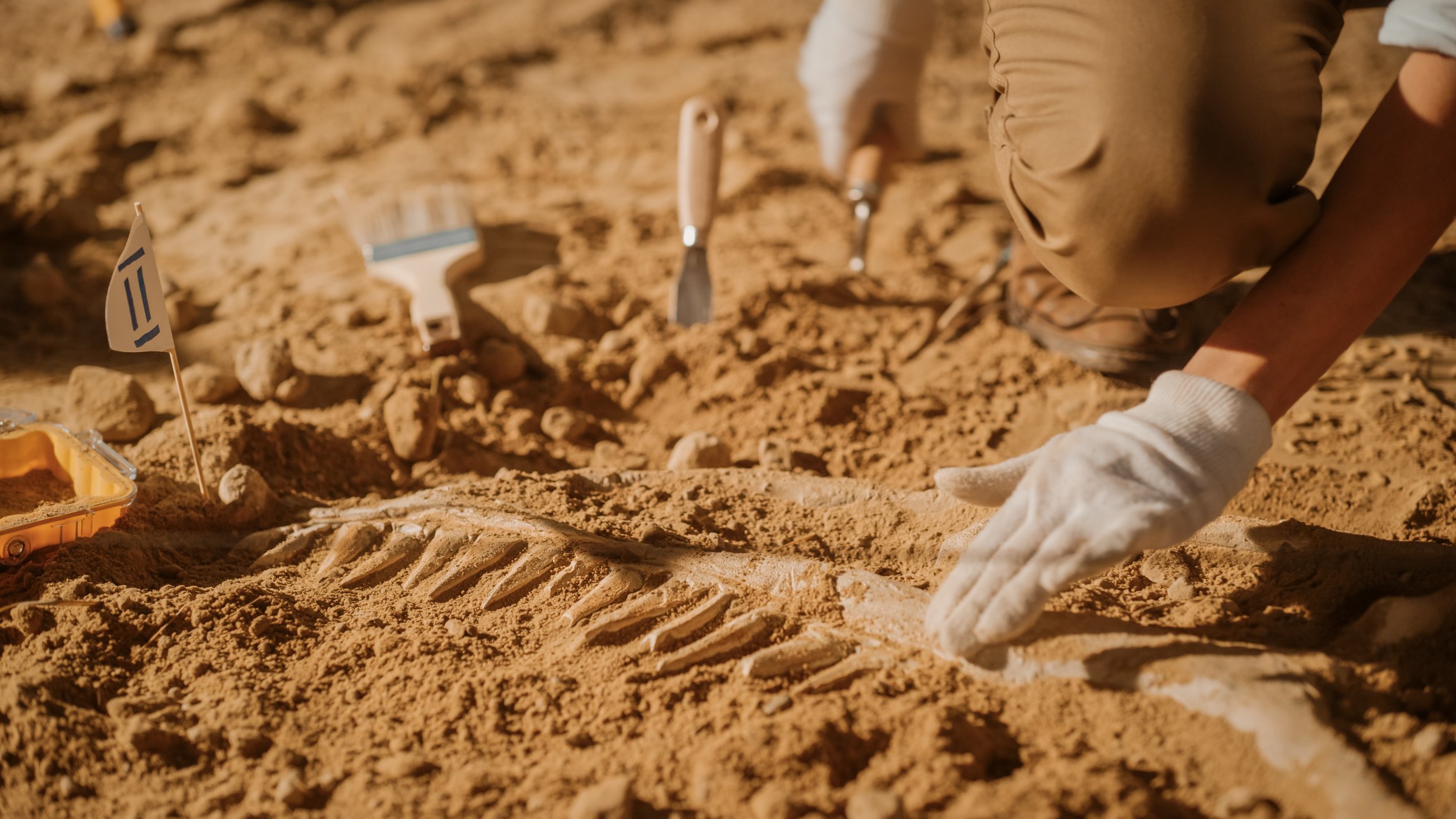 Espécie desconhecida de dinossauro gigante é descoberta na Austrália - SWI