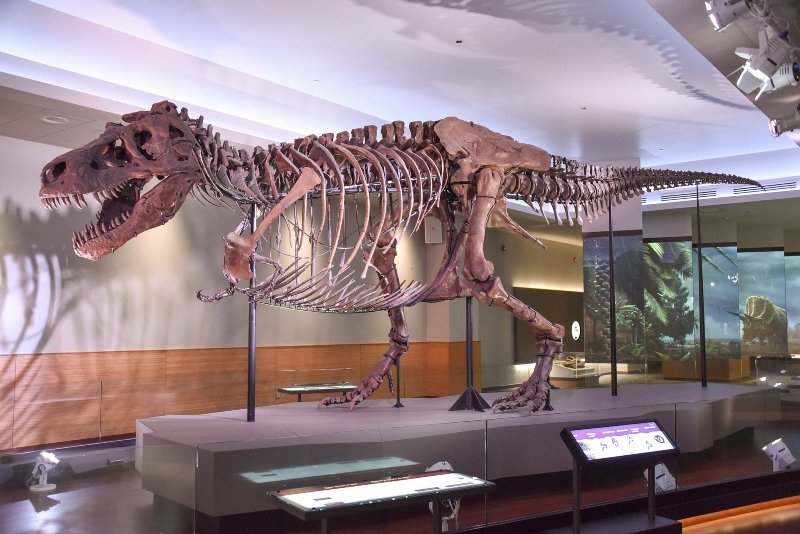Sue, o maior e mais completo esqueleto de Tyrannosaurus rex já descoberto, mas que precisou de uma réplica do crânio. (Fonte: Wikimedia Commons)