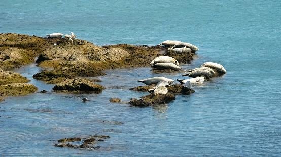Local de reprodução da espécie Callorhinus ursinus na Sibéria, a Ilha das Focas está repleta de cadáveres de focas, leões-marinhos e pássaros (Fonte: Getty Images/Reprodução)