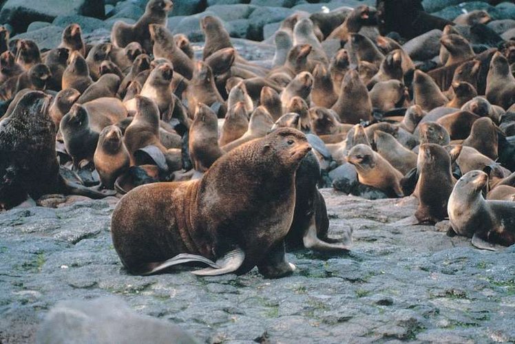 Centenas de animais morreram misteriosamenet na Ilha das Focas e autoridades não descartam hipótese de infecção por gripe aviária (Fonte: M. Boylan/Wikimedia Commons)