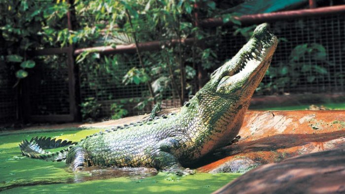 (Fonte: Marineland Crocodile Park/Divulgação)