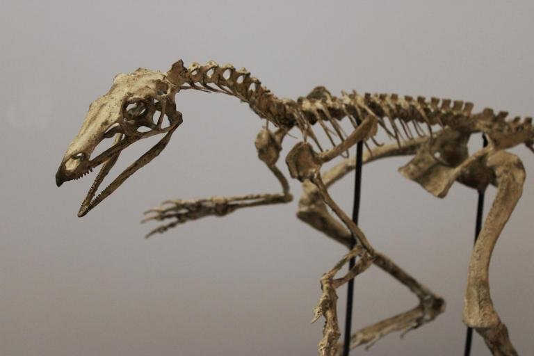 Fóssil do Venetoraptor gassenae foi descoberto no sul do Brasil (Fonte: CAPPA/UFSM/Reprodução)