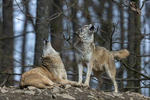 (Fonte: Getty Images)