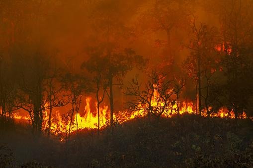 Grande parte dos mamíferos de grande porte foi extinta há 13 mil anos, e o motivo para isso permanecia desconhecido até então. (Fonte: Getty Images/Reprodução)