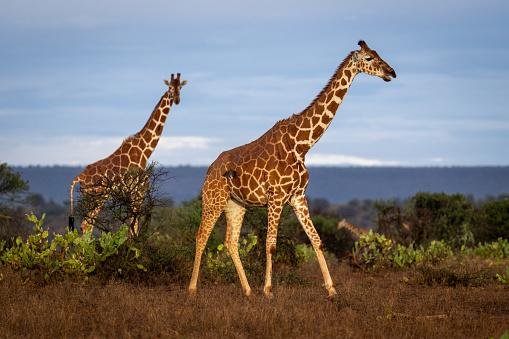 Você sabia que a gestação de uma girafa gira em torno de 450 dias? (Fonte: Getty Images/Reprodução)