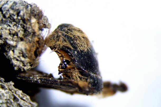Diferentes hipóteses foram consideradas para a morte repentina das abelhas na costa de Portugal há quase 3000 anos. (Fonte: Federico Bernardini/ICTP/Reprodução)
