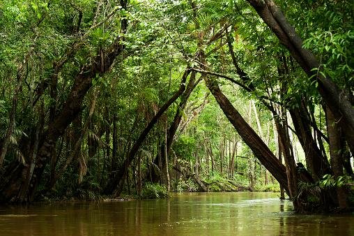 Florestas tropicais são mantenedoras da biodiversidade e da água do planeta. (Fonte: GettyImages/Reprodução)