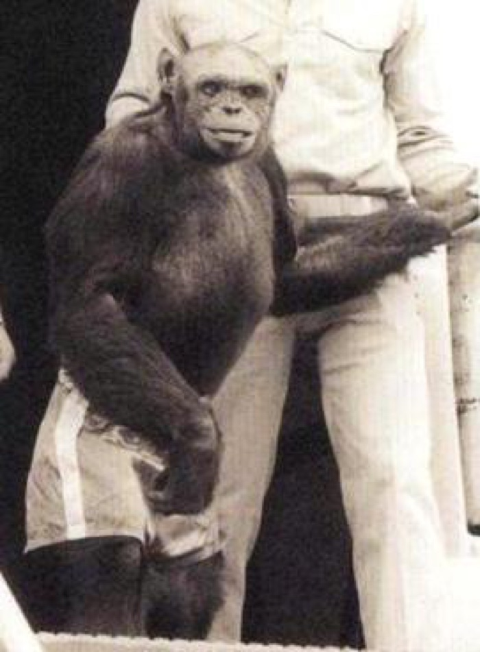 Oliver foi um chimpanzé acusado de ser um híbrido por suas "semelhanças" com humanos. (Fonte: Wikimedia Commons)