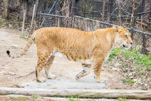 Ligre, um híbrido resultado do cruzamento entre um leão e uma tigresa. (Fonte: GettyImages)
