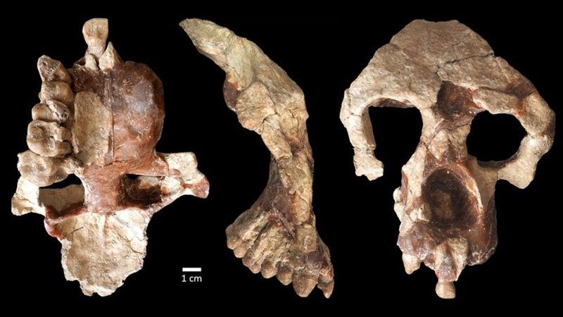 Descoberta de fóssil de 8,7 milhões de anos na Turquia sugere que ancestrais dos hominídeos teria surgido na Europa (Fonte: David Begun/Universidade de Toronto)