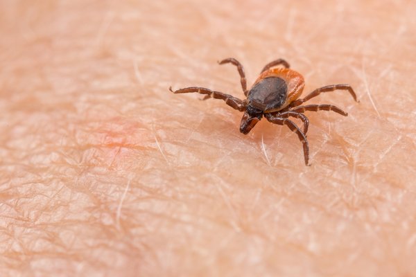 Conheça As Doenças Causadas Por Carrapatos E Seus Sintomas Mega Curioso 