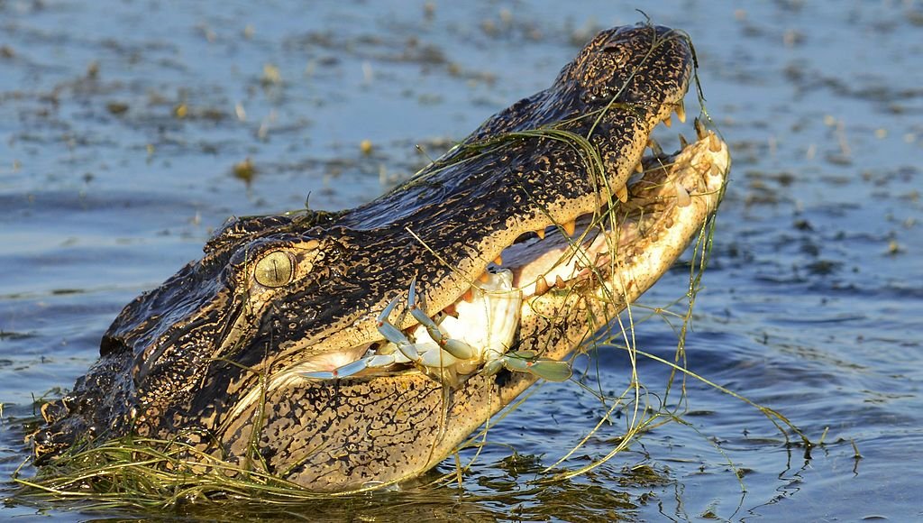 Detalhe de Alligator mississippiensis. (Fonte: Wikimedia Commons/Reprodução)