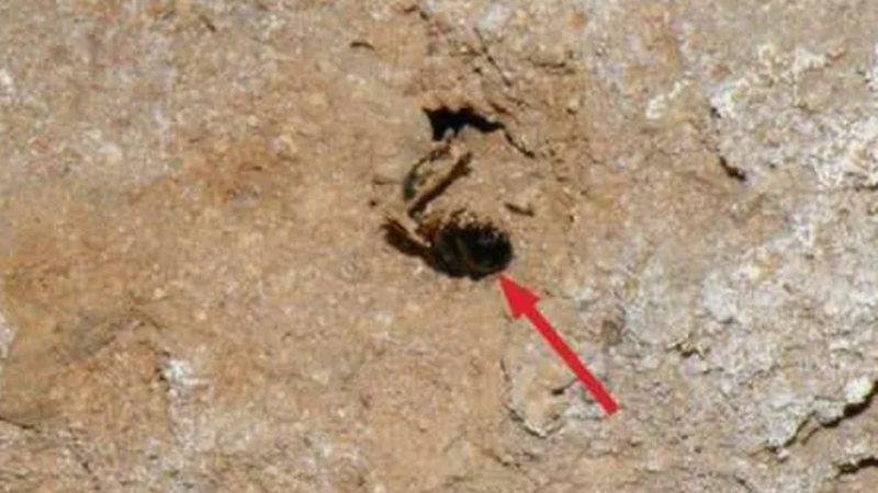 Toca de abelha encontrada em caverna. Fonte: Reprodução: E. Pomeroy