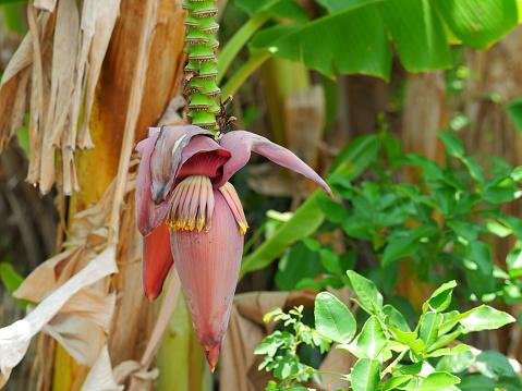 Flor da bananeira. (Fonte: Getty Images)