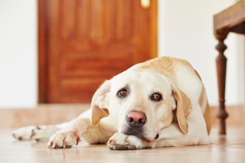 Cães temem abandono e podem apresentar sinais de ansiedade e depressão quando seus tutores saem de casa (Fonte: Getty Images/Reprodução)