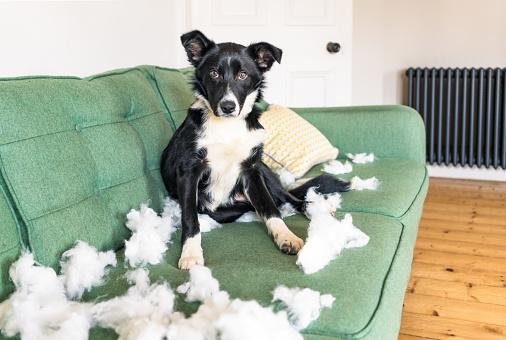 A ansiedade pode levar cachorros a ter comportamento destrutivo (Fonte: Getty Images/Reprodução)